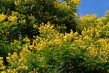 Obraz premium Yellow flowers on tree (Peltophorum dubium), Ribeirao Preto, Sao Paulo, Brazil