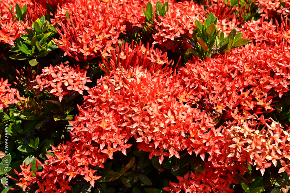 Wall mural Jungle geranium or flame of the woods (Ixora coccinea) on tropical garden