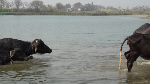 Beautiful black buffalo swimming in the lake. Dark Buffaloes Having A Bath in the lake. group of water buffalo crossing,swimming and soaking in the river. Animal Bathing Videos. 4K Slow Motion Footage
