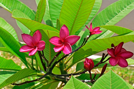Pink frangipani flowers (Plumeria rubra) on tropical garden