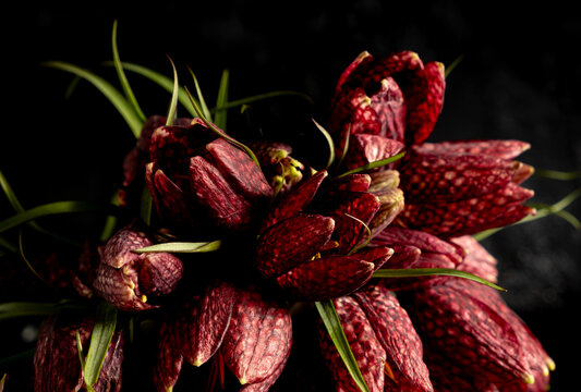 Moody flora.Close up fritillaria meleagris flowers on a black background. Blur and selective focus. Extreme flower close-up