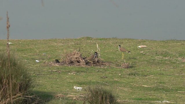 red wattled lapwing. A pair of red wattled lapwing stand on the ground on a hot summer's day near a lake in Layyah, Pakistan. Beautiful Slow motion 4K Footage.
