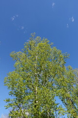 青空に伸びる緑の木