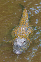 Large alligator swimming in murky water of bayou - 769932850