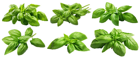 Set of fresh basil leaves cut out