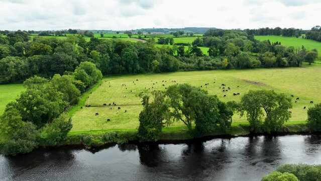 Fly over Blackwater river near picturesque trees and with black cows in 4k