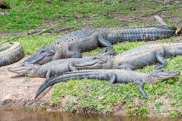 Alligators sunning on shore near swamp water in bayou
