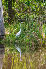 Great egret perched on shore near bayou and swamp