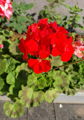 Red flowers blooming in garden, nature photography, natural gardening background, floral wallpaper 