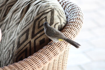 Bulbul común.