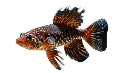 A fish gracefully swims through clear waters, moving effortlessly with the gentle current