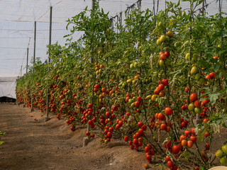 planting of ripe pear tomatoes ready for harvest in greenhouses