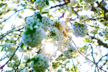 Spring blossom hanging in tree with shallow focus