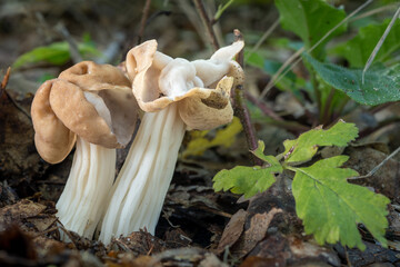 Helvella crispa, also known as the white saddle, elfin saddle or common helvel, in deciduous forest