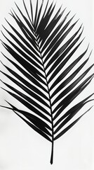 Palm leaf, thin stem. The leaf is dark green and has a slightly wavy texture. - obrazy, fototapety, plakaty