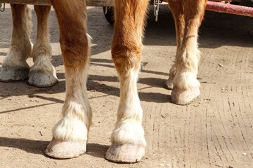 Close up of legs and  hooves of working horse
