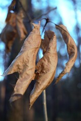 autumn leaves on the tree
