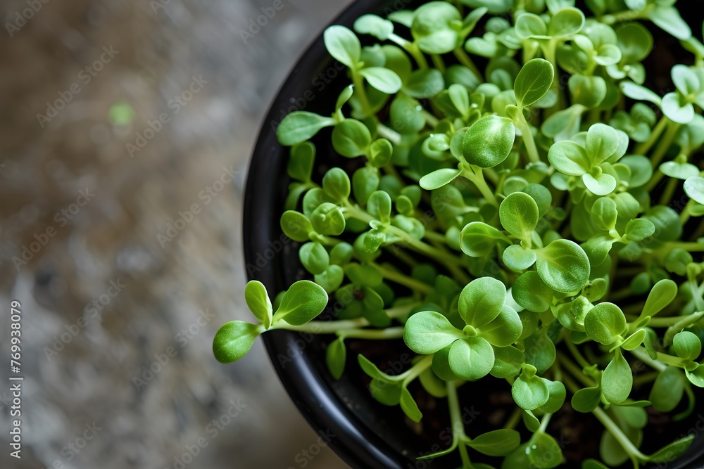 Wall mural sprouted seeds as greens addition in healthy diet.