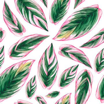 Watercolor blooming seamless pattern with pink Calathea stromanta tropical leaves