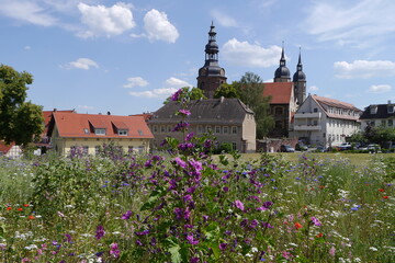 Blumen an den Stadtterrassen in der Lutherstadt Eisleben mit Blick zur Kirche Sankt Andreas