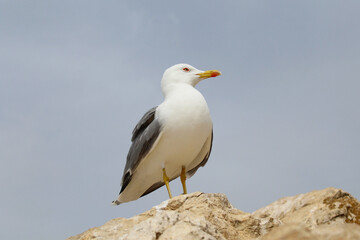 seagull on a rock close-up