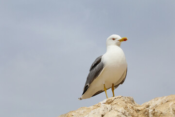 Obraz premium seagull on a rock close-up