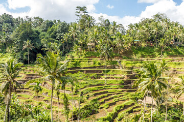 Fototapeta na wymiar Tegallalang Rice Terrace, Bali, Indonesia