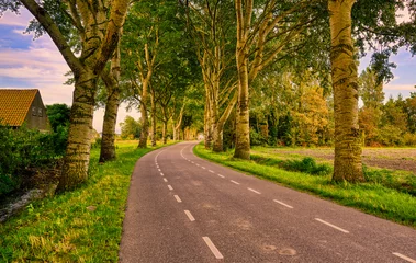 Foto auf Leinwand Honor guard of trees along a country road in Holland. © Alex de Haas