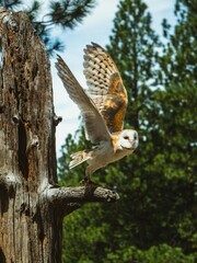 owl in flight