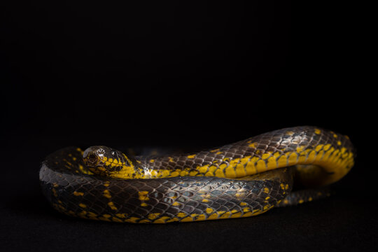Serpiente tierrera