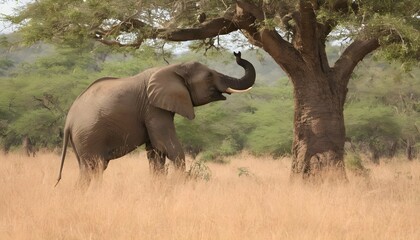 An Elephant Reaching High Into A Tree For Food