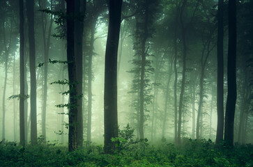 fog in green woods, fantasy landscape