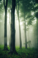 tall trees in green natural forest - 769945615