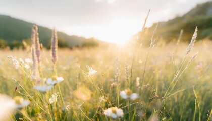 beautiful meadow field with fresh grass and flowers in nature against a blurry green background with sun rays summer spring perfect natural landscape