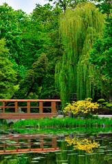 ogród japoński kwitnące różaneczniki i azalie, ogród japoński nad wodą, japanese garden blooming rhododendrons and azaleas, Rhododendron, drewniany most	 - obrazy, fototapety, plakaty