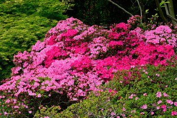 różowe i czerwone kwiaty wiosnenne, kwitnące różaneczniki i azalie,blooming rhododendrons and azaleas, Rhododendron	 - obrazy, fototapety, plakaty