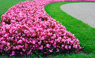 rózowe begonie stale kwitnące na tle trawnika, Begonia × semperflorens-cultorum,  Begonia flowers  in the garden	 - obrazy, fototapety, plakaty