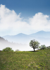spring landscape with tree on a hill and blue sky - 769945806