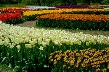Tulipany, wiosna, spring, Tulipa, pole tulipanów, krajobraz z polem kolorowych tulipanów field of...