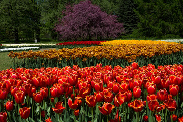 Tulipany, wiosna, spring, Tulipa, pole tulipanów, krajobraz z polem kolorowych tulipanów i czerwonym drzewem, field of colorful tulips in garden