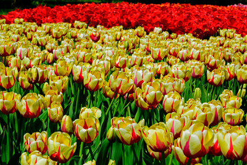 Tulipany, wiosna, spring, Tulipa, pole tulipanów, krajobraz z polem kolorowych tulipanów field of colorful tulips in garden - obrazy, fototapety, plakaty