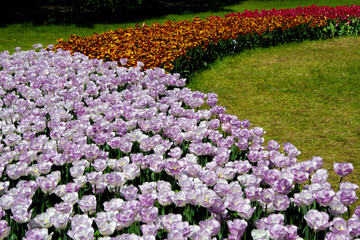 Tulipany, wiosna, spring, Tulipa, pole tulipanów, krajobraz z polem kolorowych tulipanów field of colorful tulips in garden - obrazy, fototapety, plakaty