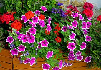 biało-różowe kwiaty petunii (Petunia ×hybrida) i czerwona Werbena ogrodowa (Verbena hybrida) i fioletowy heliotro (Heliotropium ) kolorowe kwiaty letnie 