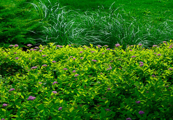 tawuła japońska i ozdobne trawy w ogrodzie, Spiraea japonica, Japanese meadowsweet and ornamental grasses in the garden - obrazy, fototapety, plakaty