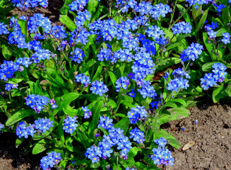 kwitnące, niebieskie niezapominajki, Myosotis  © kateej
