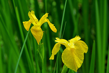 Kosaciec żółty na zielonym tle, irys, Iris pseudacorus - obrazy, fototapety, plakaty