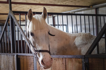 horse portrait, in the stable, headshot, a white horse looking into the camera