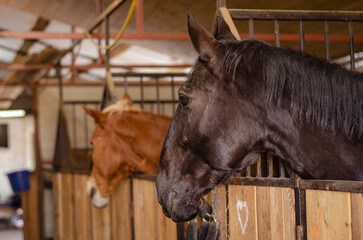 horse portrait, in the stable, headshot, 2 horses looking away from the camera