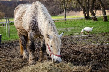 horse eats hay, outside on a spring day