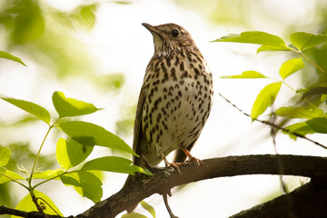 field thrush sits on a tree branch